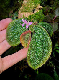 Meet Begonia sp. "Sonerila". The common name for this is Sonerila Begonia. Stargazer Exotics is proud to offer the freshest of rare plant seeds. Other Common names for this rare Other Rare Plants are : Sonerila Tropical Begonia, Pink Sonerila Begonia, Sonerila Jungle Begonia. Check this Sonerila Begonia (Begonia sp. "Sonerila") out along with all of our Other Rare Plants seeds here at Stargazer Exotics. We ship these Other Rare Plants seeds from Canada to anywhere in the World.
