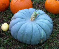 Meet Cucurbita maxima. The common name for this is Jarrahdale Blue Pumpkin . Stargazer Exotics is proud to offer the freshest of rare plant seeds. Check this Jarrahdale Blue Pumpkin (Cucurbita maxima) out along with all of our other Heirloom Vegetable and Rare Finds Trees plant seeds here at Stargazer Exotics. We ship these Heirloom Vegetable and Rare Finds seeds from Canada to anywhere in the World.
