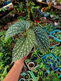 Meet Begonia sp. "Kalimantan". The common name for this is White Spot Begonia. Stargazer Exotics is proud to offer the freshest of rare plant seeds. Other Common names for this rare Other Rare Plants are: Begonia, Narrow Leaf Begonia, Slim Begonia, Slimleaf Begonia, Narrow Green Begonia. Check this White Spot Begonia (Begonia sp. "Kalimantan") out along with all of our Other Rare Plants seeds here at Stargazer Exotics. We ship these Other Rare Plants seeds from Canada to anywhere in the World.
