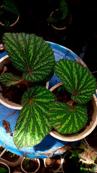 Meet Begonia sp. "Atricha Sumatra". The common name for this is Atricha Sumatra Begonia. Stargazer Exotics is proud to offer the freshest of rare plant seeds. Other Common names for this rare Other Rare Plants are: Sumatra Atricha Begonia, Green Atricha Sumatra Begonia. Check this Atricha Sumatra Begonia  (Begonia sp. "Atricha Sumatra") out along with all of our other Other Rare Plants plant seeds here at Stargazer Exotics. We ship these Other Rare Plants seeds from Canada to anywhere in the World.