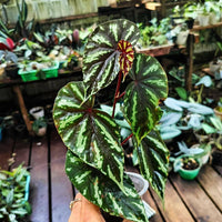 Meet Begonia sp. "Layar". The common name for this is Layar Begonia . Stargazer Exotics is proud to offer the freshest of rare plant seeds. Other Common names for this rare Other Rare Plants are :Layar Jungle Begonia, Layar Leaf Begonia, Green Layar Begonia, Layar Shield Begonia. Check this Layar Begonia  (Begonia sp. "Layar") out along with all of our Other Rare Plants seeds here at Stargazer Exotics. We ship these Other Rare Plants seeds from Canada to anywhere in the World.