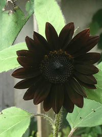 Meet Helianthus annuus. The common name for this is Black Chocolate Sunflower. Stargazer Exotics is proud to offer the freshest of rare plant seeds. Other Common names for this rare Other Rare Plants are: Black Velvet Sunflower, Dark Chocolate Sunflower, Ebony Sunflower. Check this Black Chocolate Sunflower (Helianthus annuus) out along with all of our other Other Rare Plants plant seeds here at Stargazer Exotics. We ship these Other Rare Plants seeds from Canada to anywhere in the World.
