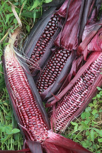 Meet Zea mays. The common name for this is Double Red Sweet Corn. Stargazer Exotics is proud to offer the freshest of rare plant seeds. Check this Double Red Sweet Corn (Zea mays) out along with all of our other Heirloom Vegetable and Rare Finds Trees plant seeds here at Stargazer Exotics. We ship these Heirloom Vegetable and Rare Finds seeds from Canada to anywhere in the World.
