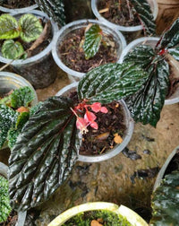 Meet Begonia sp. "Daunhitam". The common name for this is Daun Hitam Begonia. Stargazer Exotics is proud to offer the freshest of rare plant seeds. Other Common names for this rare Other Rare Plants are: Black Emerald Begonia, Dark Jewel Begonia, Hitam. Check this Daun Hitam Begonia (Begonia sp. "Daunhitam") out along with all of our Other Rare Plants seeds here at Stargazer Exotics. We ship these Other Rare Plants seeds from Canada to anywhere in the World.
