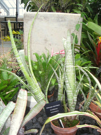 Meet Billbergia macrolepis. The common name for this is Caribbean Striped Billbergia. Stargazer Exotics is proud to offer the freshest of rare plant seeds. Other Common names for this rare Bromeliad are: Caribbean Billbergia, Caribbean Urn Plant, Striped Urn Plant, Variegated Billbergia. Check this Caribbean Striped Billbergia (Billbergia macrolepis) out along with all of our other Bromeliads plant seeds here at Stargazer Exotics. We ship these Bromeliads seeds from Canada to anywhere in the World.
