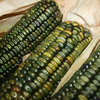 Meet Zea mays. The common name for this is Oaxacan Green Dent Corn. Stargazer Exotics is proud to offer the freshest of rare plant seeds. Check this Oaxacan Green Dent Corn (Zea mays) out along with all of our other Heirloom Vegetable and Rare Finds Trees plant seeds here at Stargazer Exotics. We ship these Heirloom Vegetable and Rare Finds seeds from Canada to anywhere in the World.
