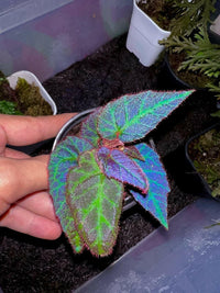 Suma Blue Begonia