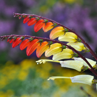 Meet Ipomoea lobata. The common name for this is Fire Vine. Stargazer Exotics is proud to offer the freshest of rare plant seeds. Other Common names for this rare Other Rare Plants are: Spanish Flag , Firecracker Vine, Cardinal Climber, Spanish Flag Vine, Mina Lobata. Check this Fire Vine (Ipomoea lobata) out along with all of our Other Rare Plants seeds here at Stargazer Exotics. We ship these Other Rare Plants seeds from Canada to anywhere in the World.
