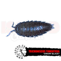 Dwarf Black Isopods | reptile and terrarium supplies