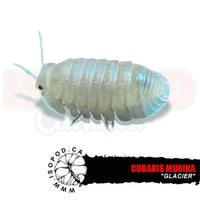 Little Sea "Glacier" Isopods