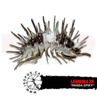 Panda Spiky Isopods | reptile and terrarium supplies