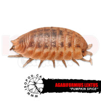 Pumpkin Spice Isopods | reptile and terrarium supplies