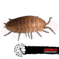 Tarragona Isopods | reptile and terrarium supplies