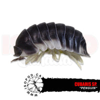 Penquin Isopods | reptile and terrarium supplies