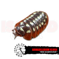 Red Dubrovnik Isopods | reptile and terrarium supplies