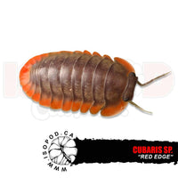 Red Edge Isopods | reptile and terrarium supplies