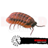 Red Tiger Isopods | reptile and terrarium supplies