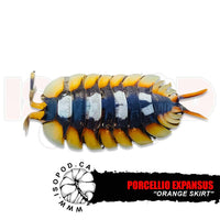 Giant Orange Skirt Isopods | reptile and terrarium supplies