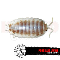 How Now Isopods