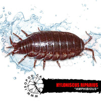 Amphibious Isopods | reptile and terrarium supplies