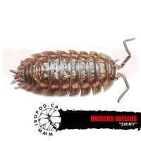 Shiny Skirted Isopods | reptile and terrarium supplies