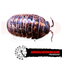 Pearson Roly Poly Isopods | reptile and terrarium supplies