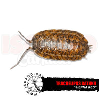 Sienna Red Isopods | reptile and terrarium supplies