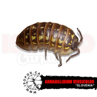 Versicolor Isopods | reptile and terrarium supplies