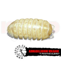 T+ Albino Roly Poly Isopods