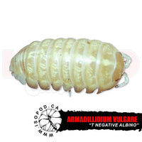 T- Albino Roly Poly Isopods