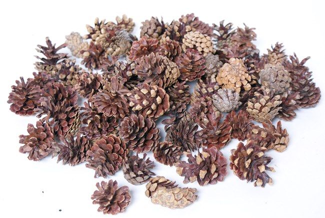 Bioactive Pine Cones | reptile and terrarium supplies