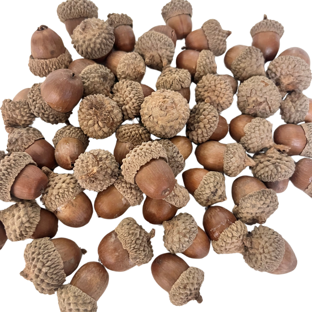 Bioactive Acorns | reptile and terrarium supplies