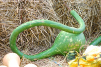 Meet Lagenaria siceraria.The common name for this is Long Handled Dipper Gourd. Stargazer Exotics is proud to offer the freshest of rare plant seeds. Check this Long Handled Dipper Gourd (Lagenaria siceraria) out along with all of our other Heirloom Vegetable and Rare Finds Trees plant seeds here at Stargazer Exotics. We ship these Heirloom Vegetable and Rare Finds seeds from Canada to anywhere in the World.
