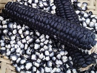 This is Zea mays. The common name for this is Delaware Sehsapsing Black Corn. Whimsy and Wonder Seeds sells the freshest of heirloom seeds, vegetable seeds and rare garden seeds. Check this Delaware Sehsapsing Black Corn (Zea mays) out along with all of our Heirloom vegetables and rare garden plant seeds here at Whimsy and Wonder Seeds. We ship these garden seeds from Canada to anywhere in the World.
