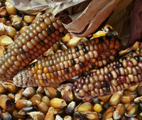 Meet Zea mays.The common name for this is Farmyard Chocolate Corn. Stargazer Exotics is proud to offer the freshest of rare plant seeds. Check this Farmyard Chocolate Corn (Zea mays) out along with all of our other Heirloom Vegetable and Rare Finds Trees plant seeds here at Stargazer Exotics. We ship these Heirloom Vegetable and Rare Finds seeds from Canada to anywhere in the World.
