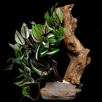 Tropical Plant on Stone Base with Worn Wood | reptile and terrarium supplies