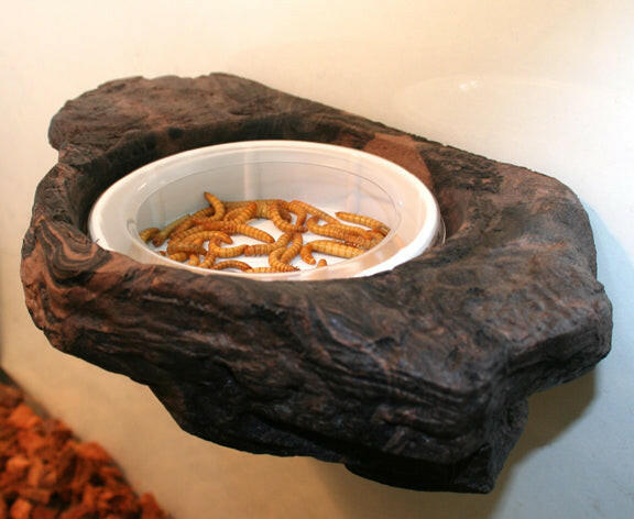 MagNaturals  Worm Feeder Ledge | reptile and terrarium supplies