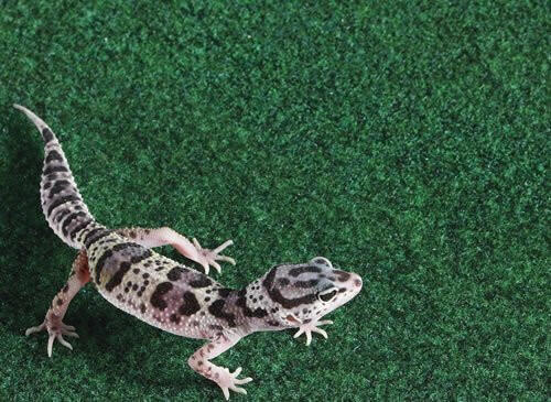 Reptile Carpet | reptile and terrarium supplies