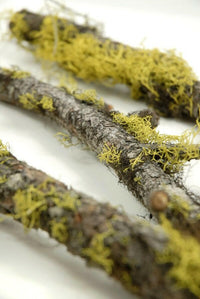 Moss Covered Branch | reptile and terrarium supplies