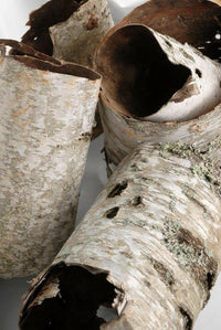 Birch Tube | reptile and terrarium supplies