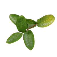 Guava Leaf | reptile and terrarium supplies