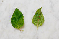 Amaranth Leaf | reptile and terrarium supplies