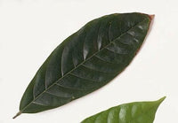 Cocoa Leaf | reptile and terrarium supplies