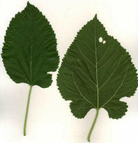 Mulberry Leaf | reptile and terrarium supplies