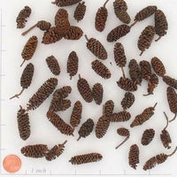 Black Alder Cones | reptile and terrarium supplies