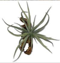 Magnetic 12.5' Tillandsia on Real Wood | reptile and terrarium supplies