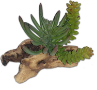 8' Succulent Set on Real Wood | reptile and terrarium supplies