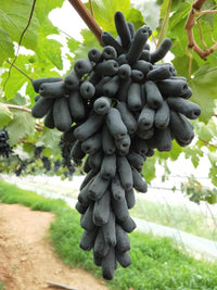 Witch Finger Grape