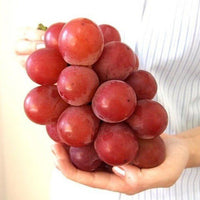 Roman Ruby Grape