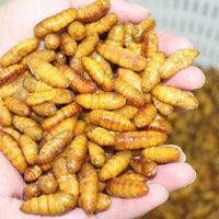 ProBugs Eco-Fresh Silkworm Pupa - 15g | reptile and terrarium supplies